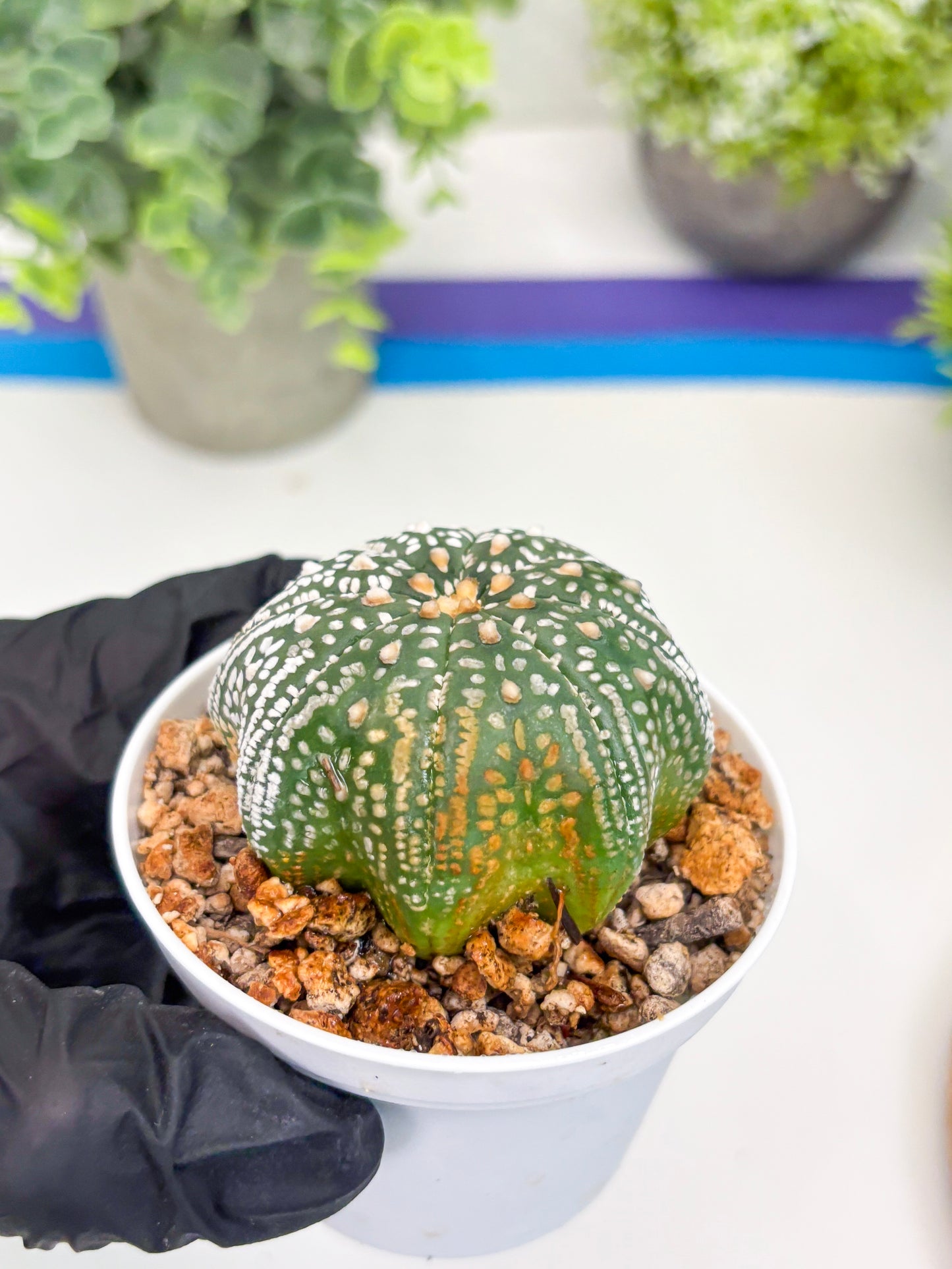Astrophytum Super Kabuto Star Shape (t3) (p5) | 3" Pot