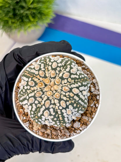 Astrophytum Super Kabuto (at1) (08) | Collection Plant | Rare Cactus