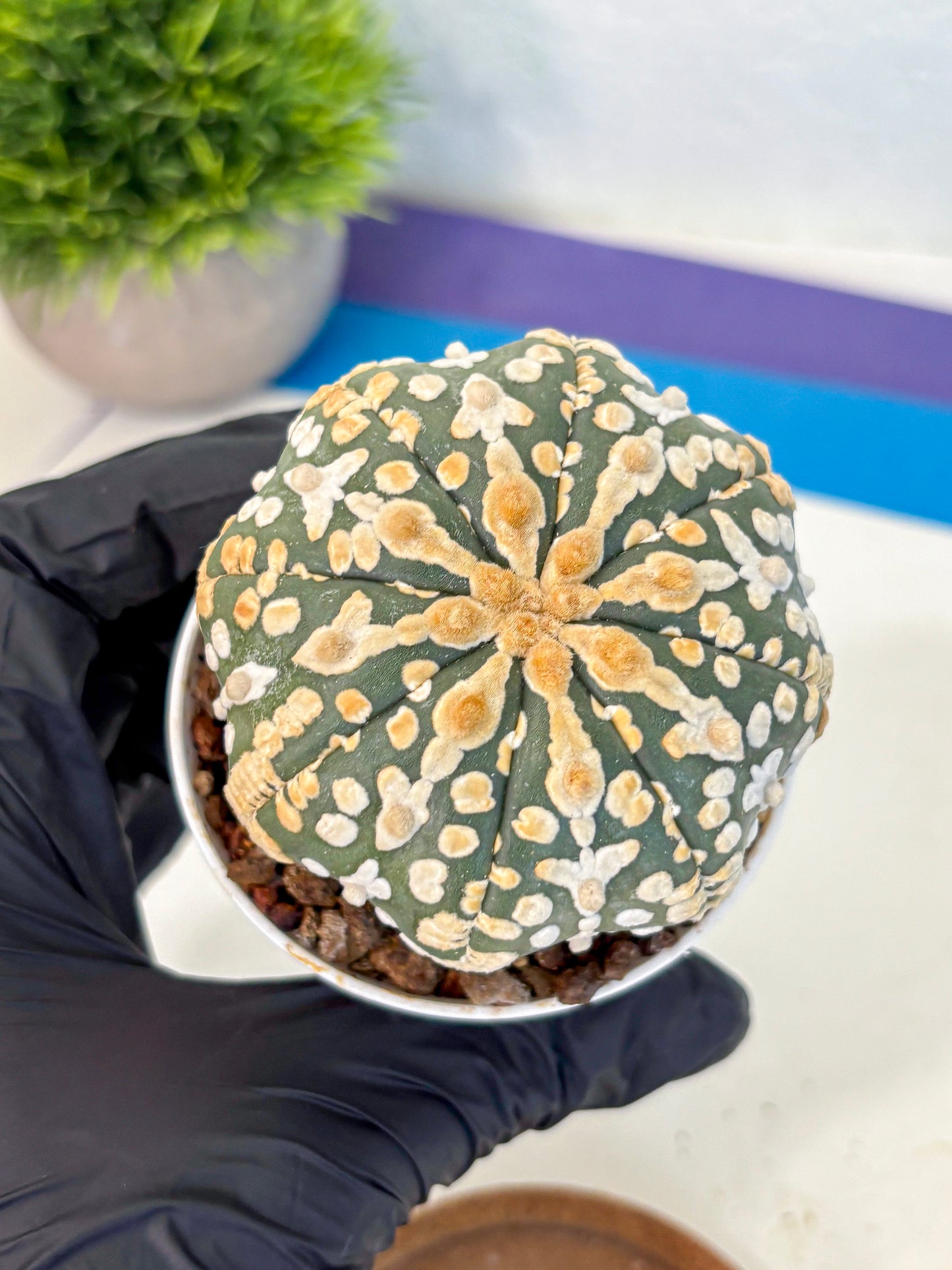 Astrophytum V Type (at4) (08) | Star Cactus