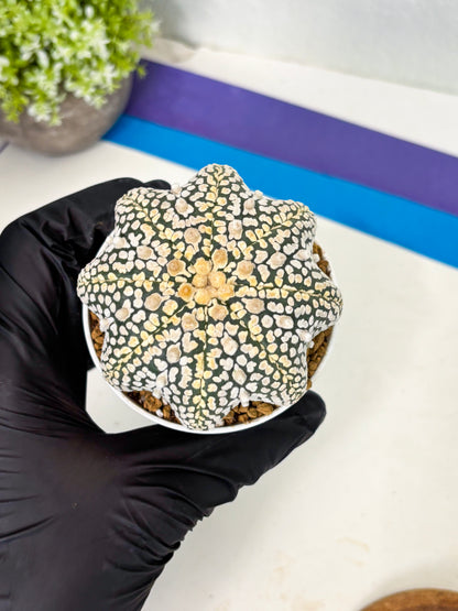 Astrophytum Star Shape (at2) (y6) | Rare Cactus