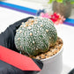 Astrophytum Super Kabuto (#T6A) | Nevada Botanical Shop | 3" Pot