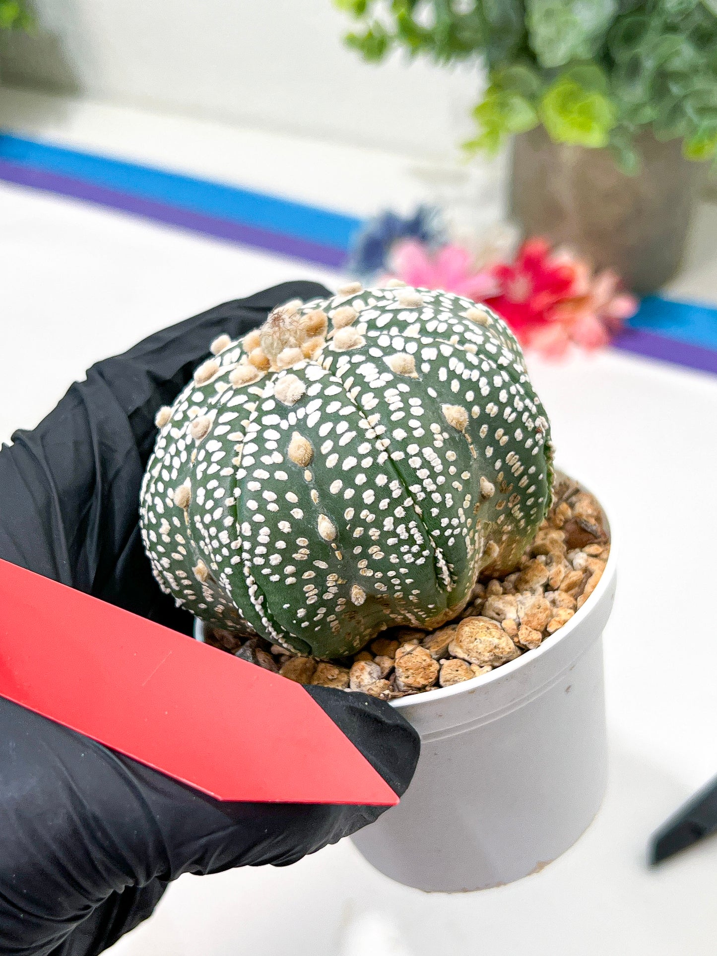 Astrophytum Super Kabuto (#T6A) | Nevada Botanical Shop | 3" Pot