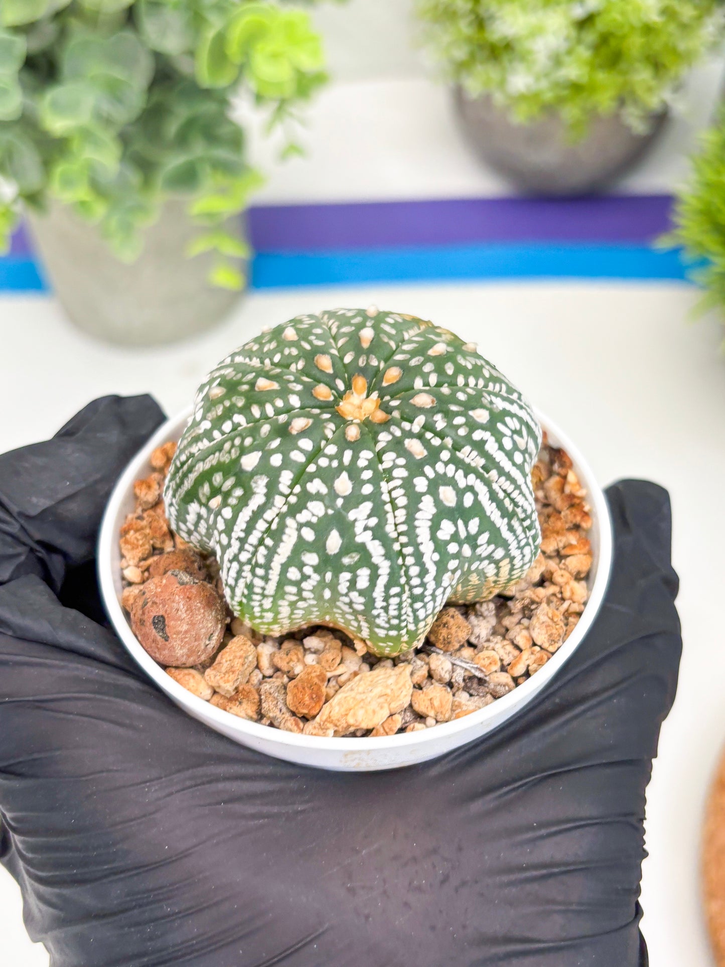 Astrophytum Super Kabuto Star Shape (t3) (p5) | 3" Pot