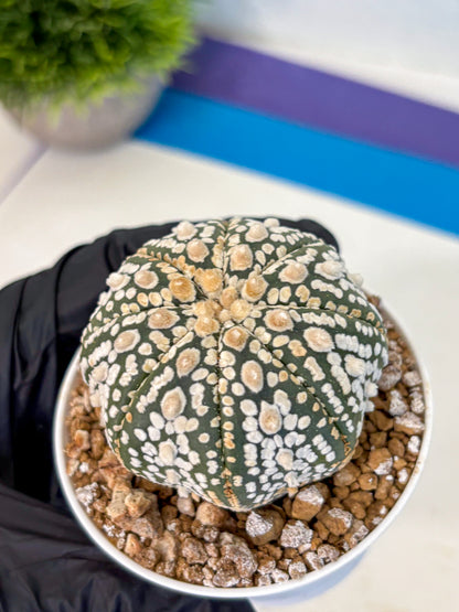 Astrophytum Super Kabuto (at1) (08) | Collection Plant | Rare Cactus
