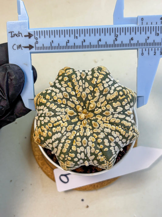 Astrophytum V Type (at4) (09) | Star Cactus