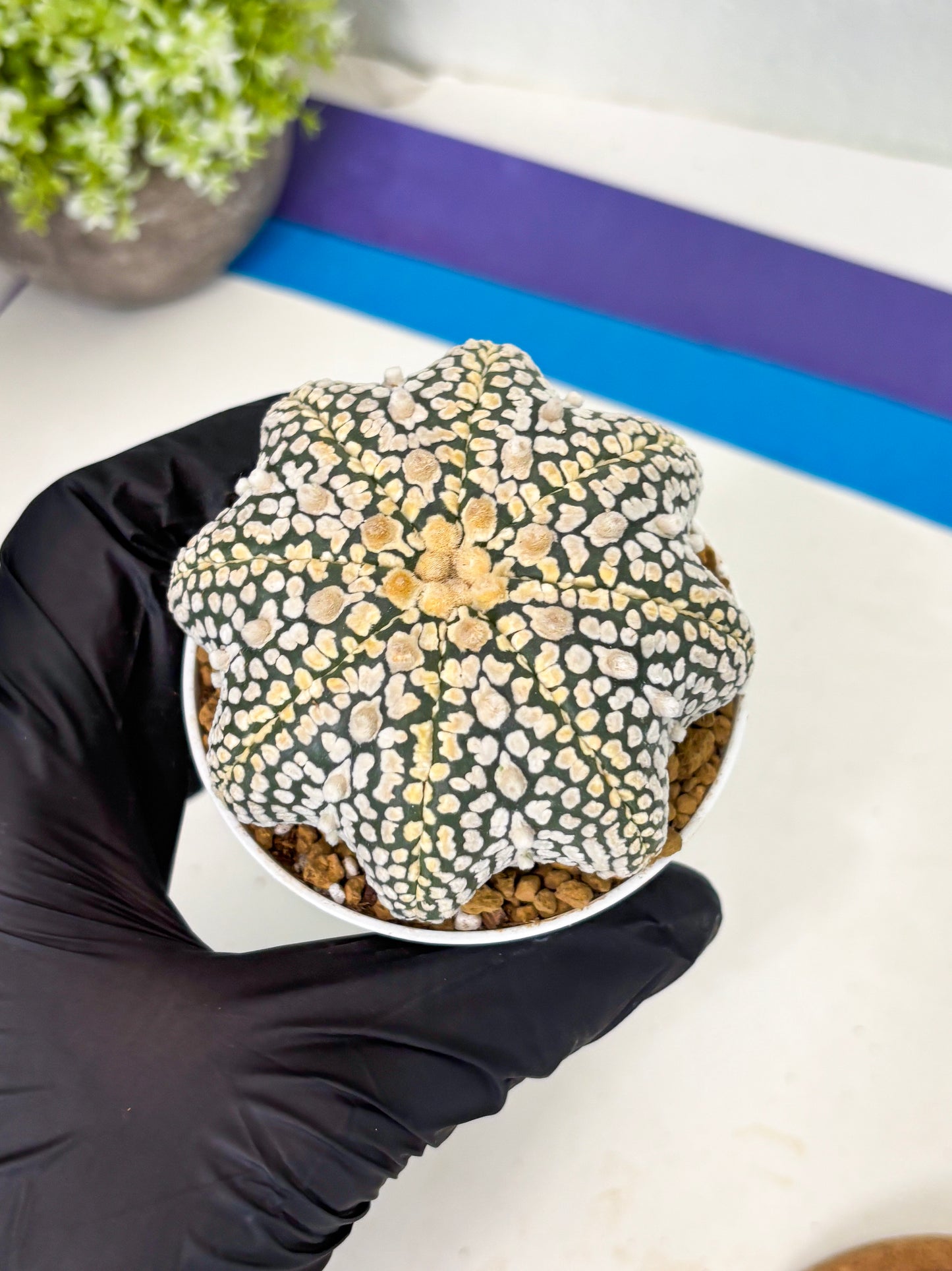 Astrophytum Star Shape (at2) (y6) | Rare Cactus