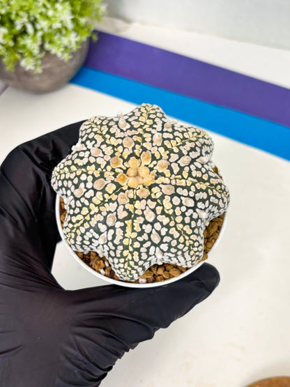 Astrophytum Star Shape (at2) (y6) | Rare Cactus