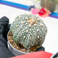Astrophytum Super Kabuto (#T6A) | Nevada Botanical Shop | 3" Pot