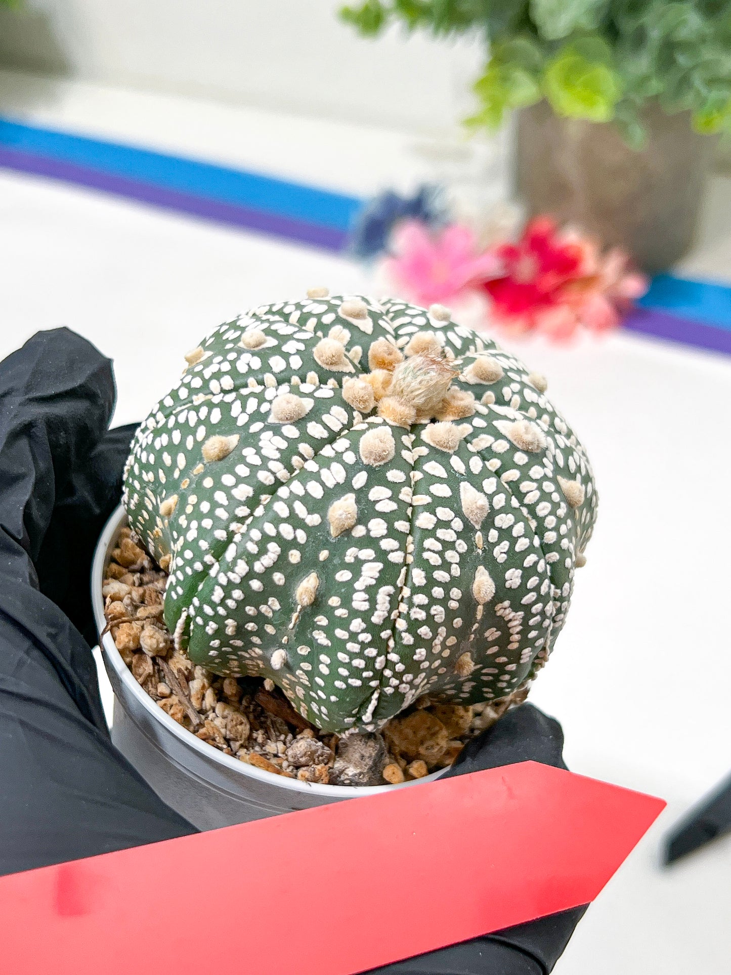 Astrophytum Super Kabuto (#T6A) | Nevada Botanical Shop | 3" Pot