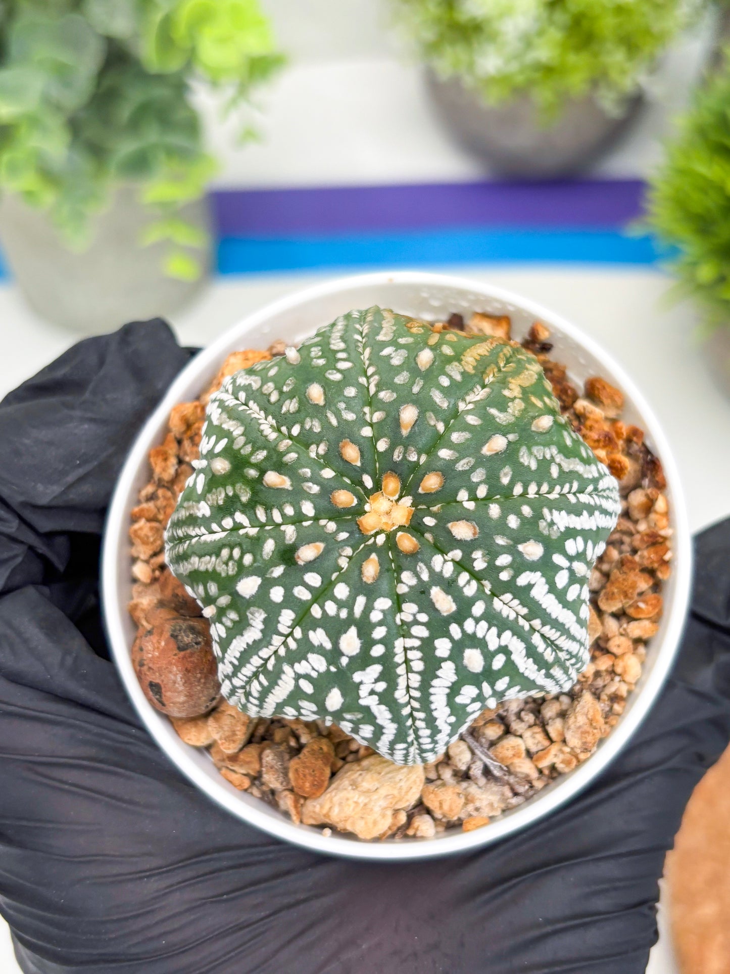 Astrophytum Super Kabuto Star Shape (t3) (p5) | 3" Pot