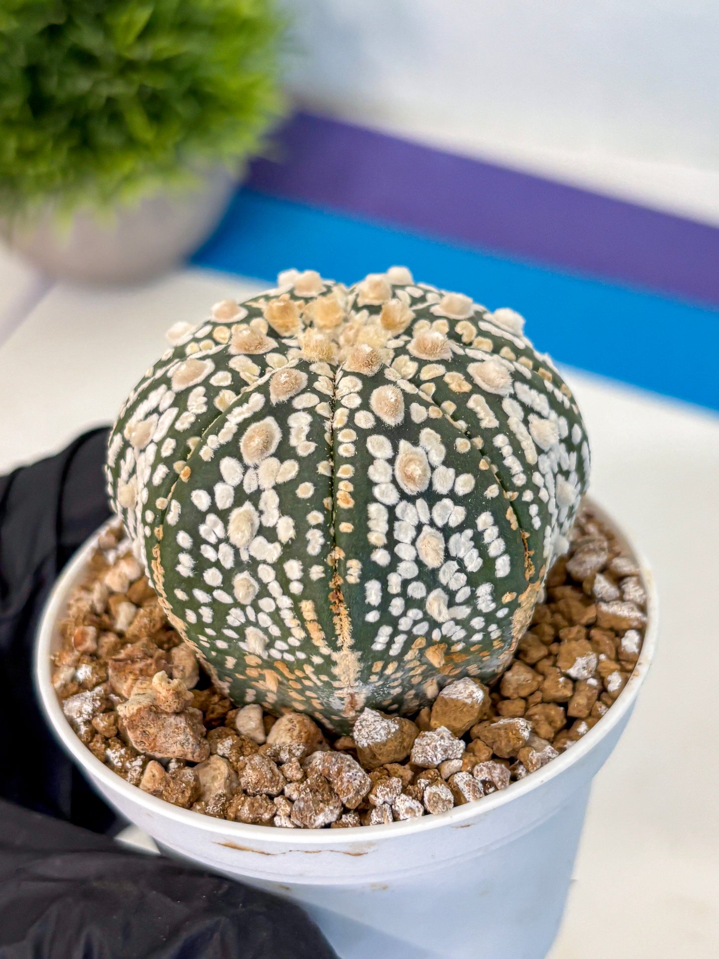 Astrophytum Super Kabuto (at1) (08) | Collection Plant | Rare Cactus