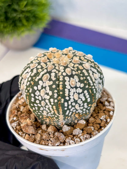 Astrophytum Super Kabuto (at1) (08) | Collection Plant | Rare Cactus