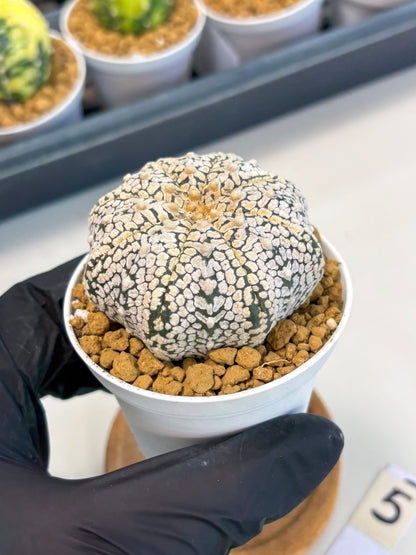 Astrophytum V-Type (at1) (p5) | Imported Cactus