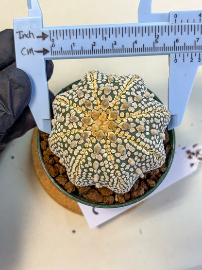 Astrophytum V Type (at5) (03) |  Sea urchin cactus