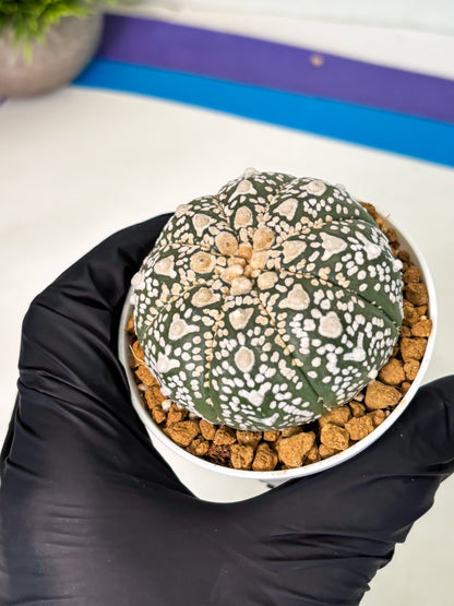 Astrophytum V-Type (at5) (p2) | Rare imported Plant