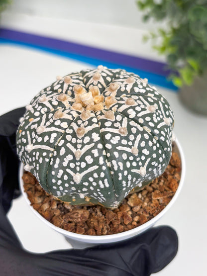 Astrophytum Super Kabuto V Type (T4) (b4) | Las Vegas Seller