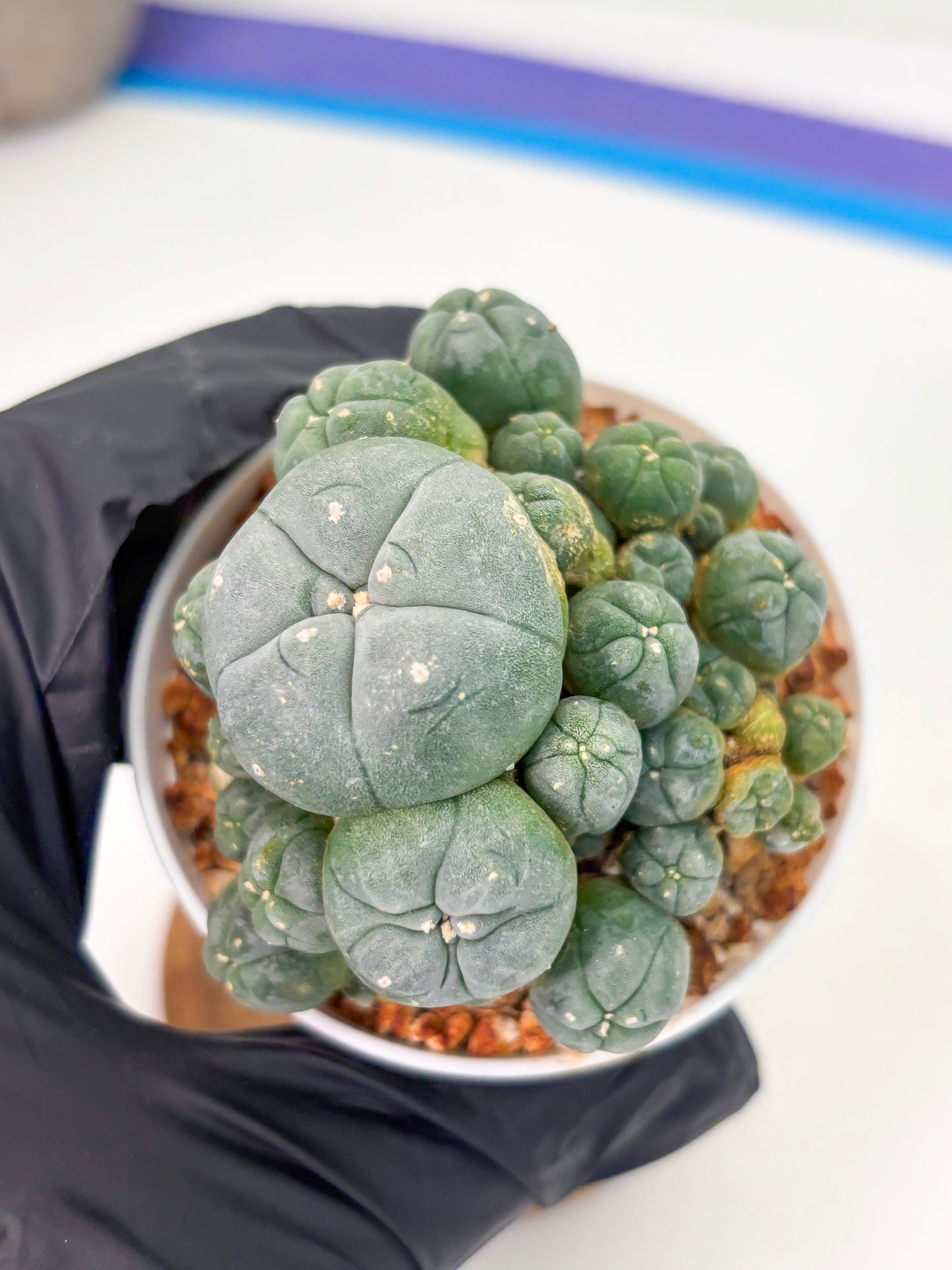 Spineless Cactus (Lo1) (p3) | For Advanced Growers