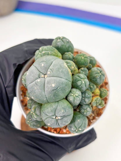 Spineless Cactus (Lo1) (p3) | For Advanced Growers