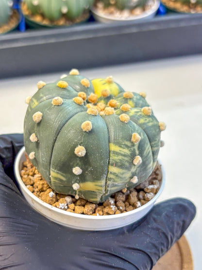Astrophytum Variegated (at9) (03) | Rare Plant | Live Cactus