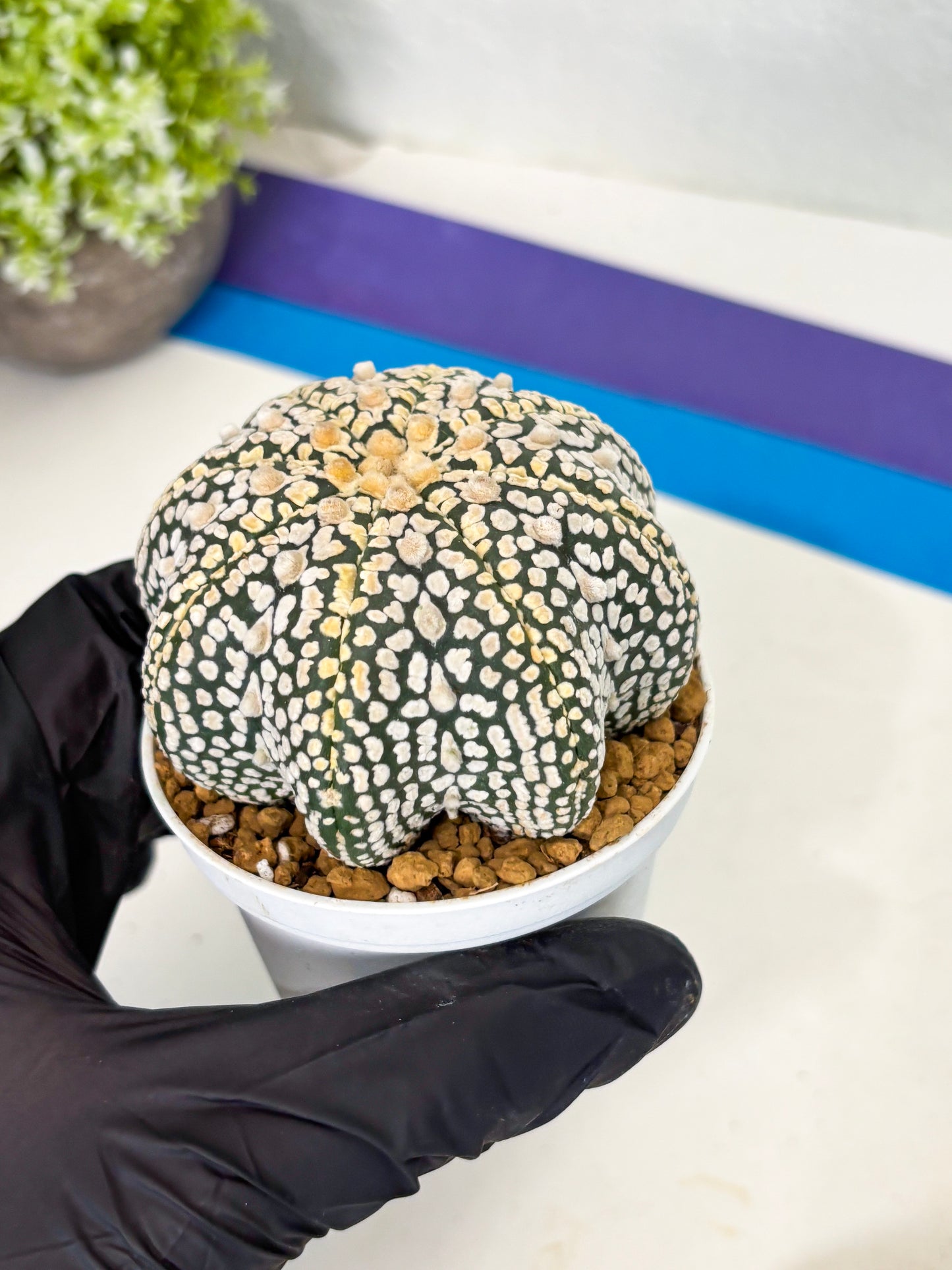 Astrophytum Star Shape (at2) (y6) | Rare Cactus