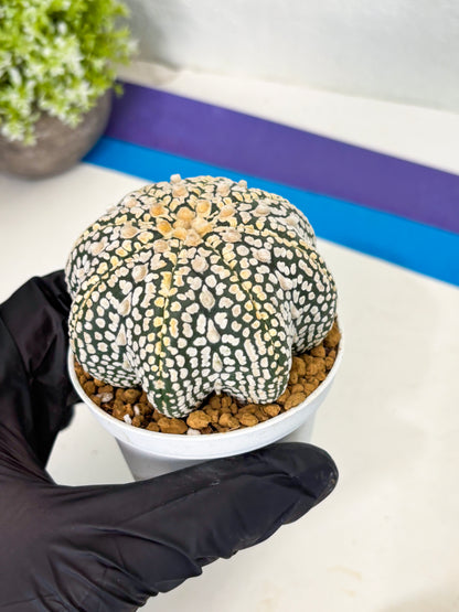 Astrophytum Star Shape (at2) (y6) | Rare Cactus