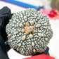 Astrophytum Super Kabuto (#T6A) | Nevada Botanical Shop | 3" Pot