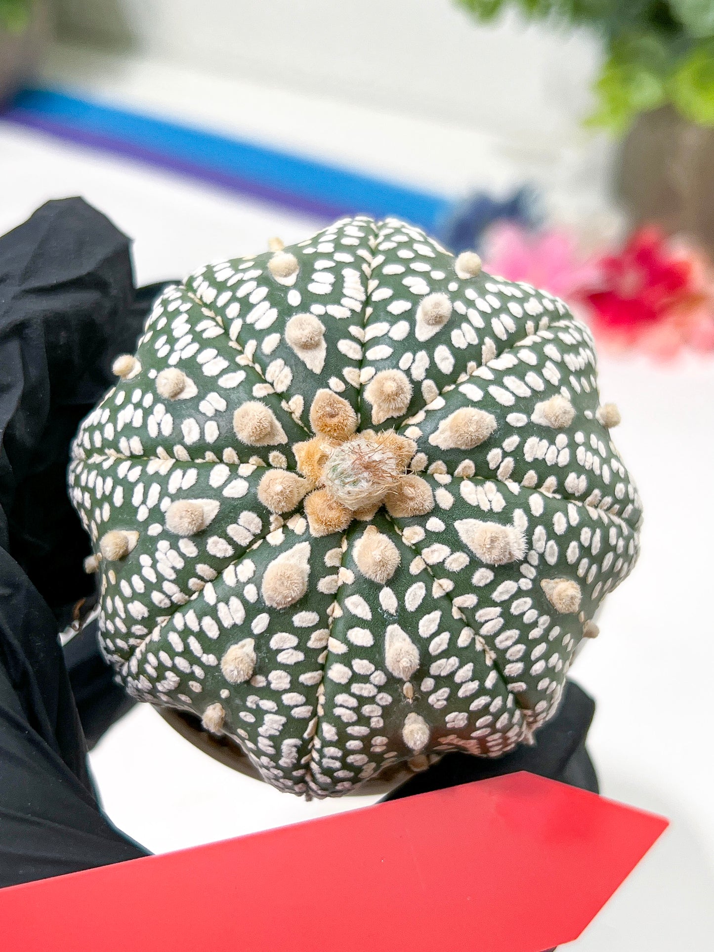 Astrophytum Super Kabuto (#T6A) | Nevada Botanical Shop | 3" Pot