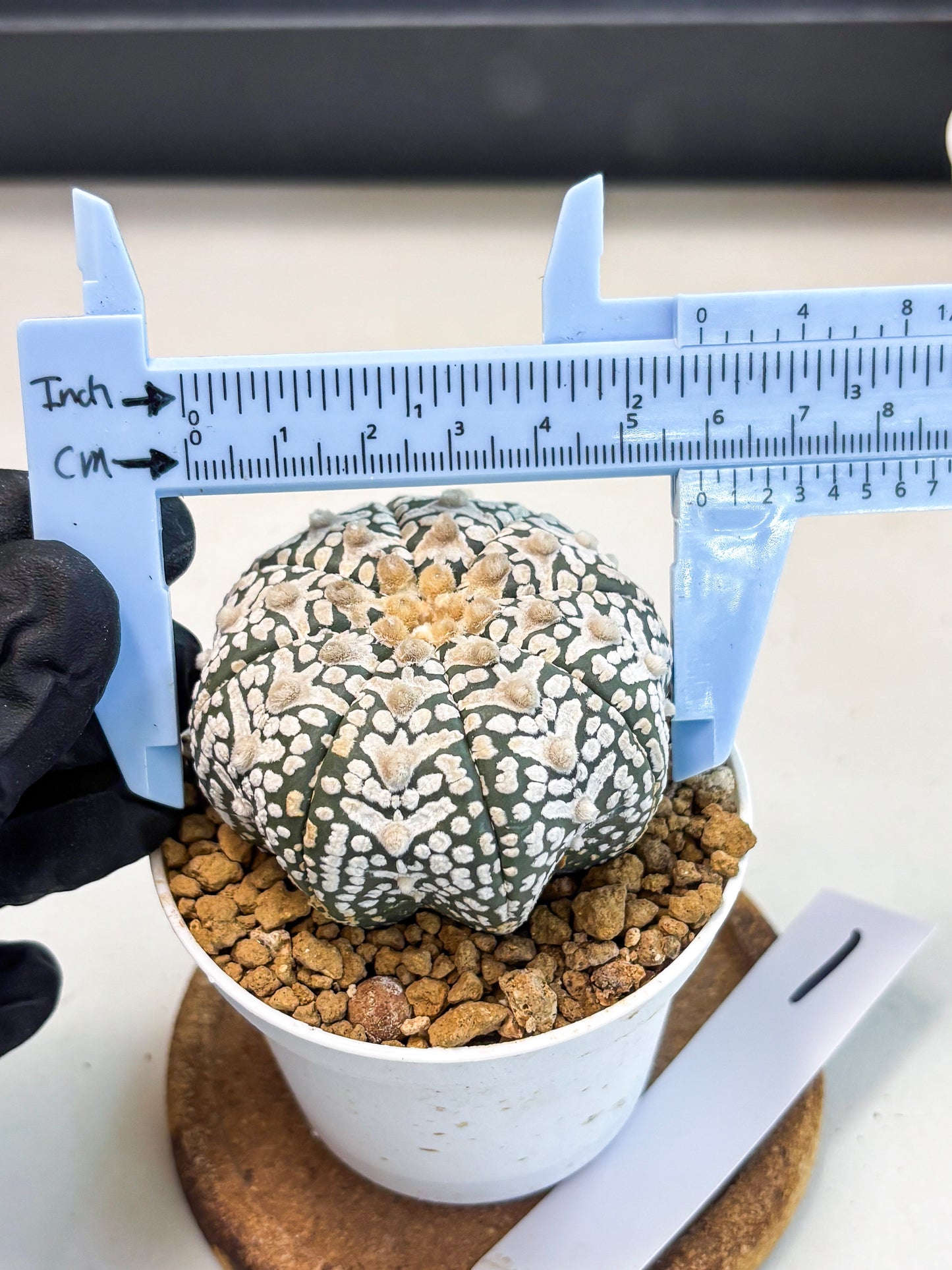 Astrophytum V-Type (at6) (r1) | Rare Star Cactus