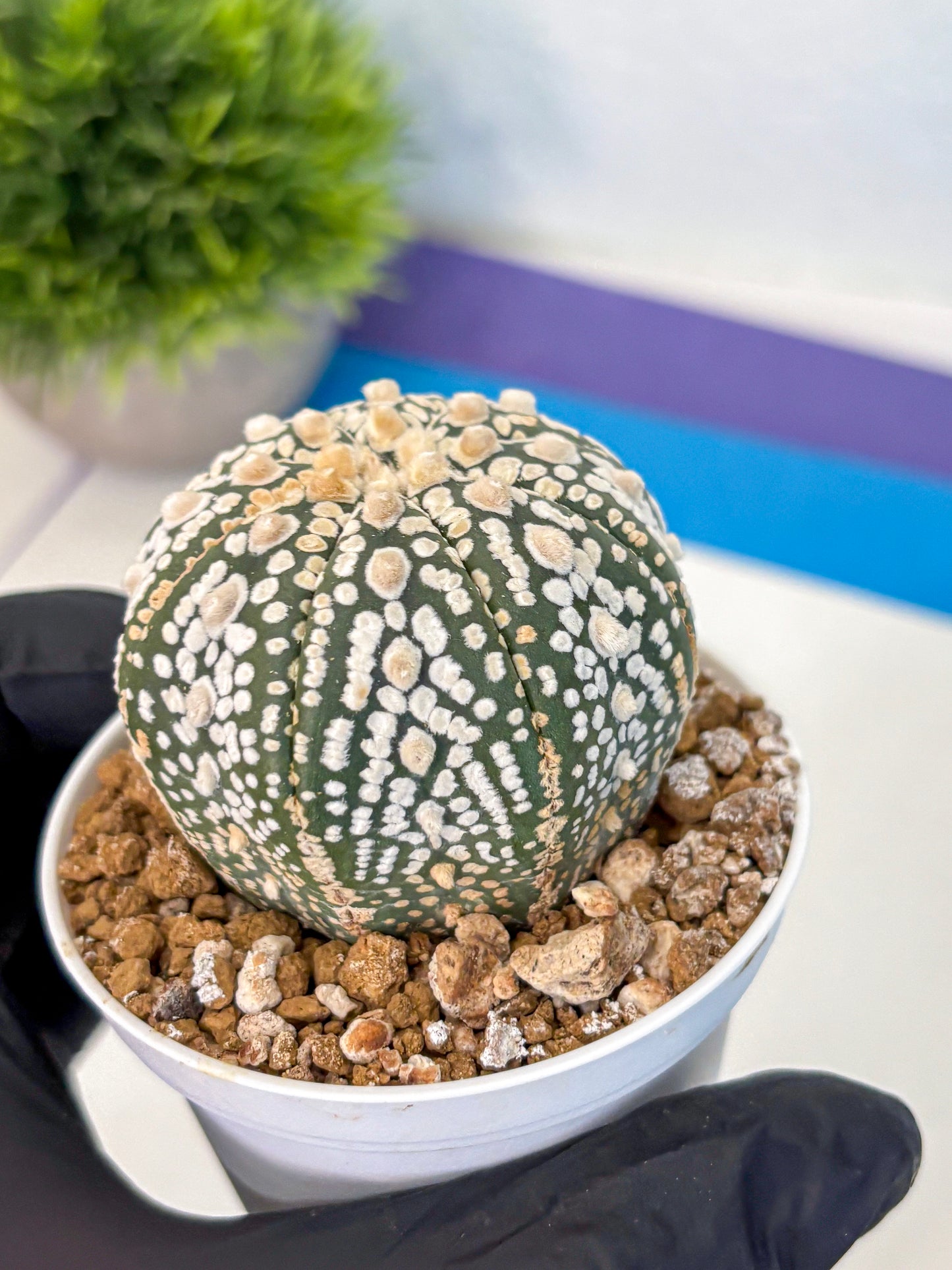 Astrophytum Super Kabuto (at1) (08) | Collection Plant | Rare Cactus