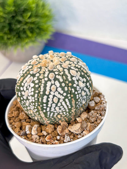 Astrophytum Super Kabuto (at1) (08) | Collection Plant | Rare Cactus