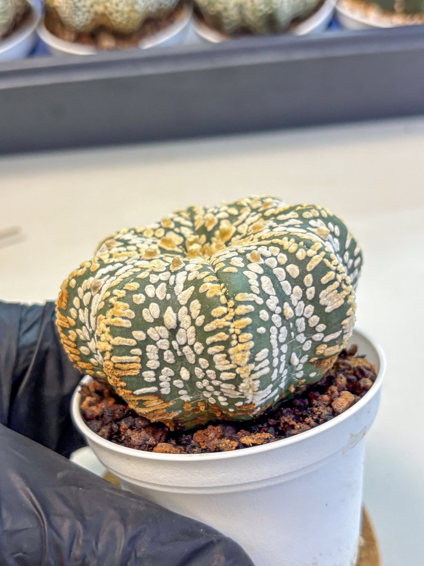 Astrophytum V Type (at4) (09) | Star Cactus