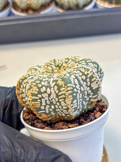 Astrophytum V Type (at4) (09) | Star Cactus