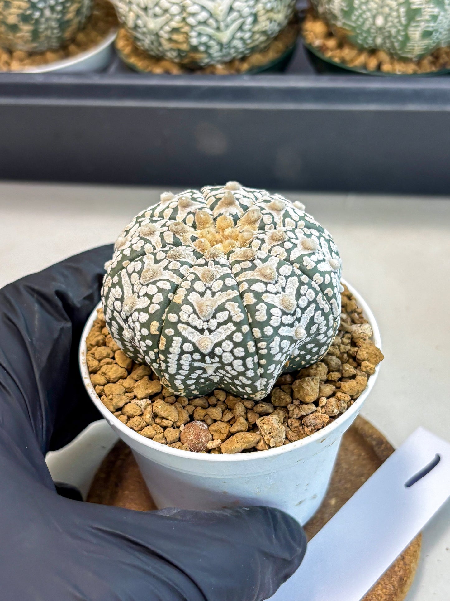 Astrophytum V-Type (at6) (r1) | Rare Star Cactus