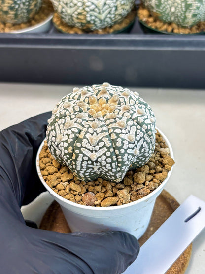 Astrophytum V-Type (at6) (r1) | Rare Star Cactus