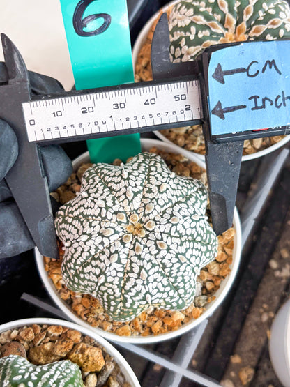 Astrophytum Star shape Super Kabuto (t3) (p6) | 3" Pot