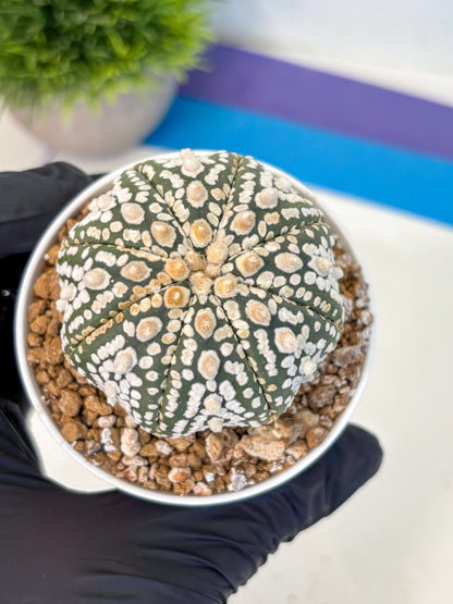 Astrophytum Super Kabuto (at1) (08) | Collection Plant | Rare Cactus