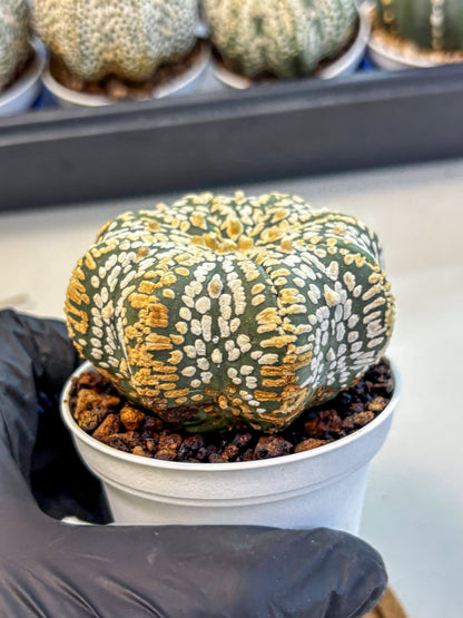 Astrophytum V Type (at4) (09) | Star Cactus