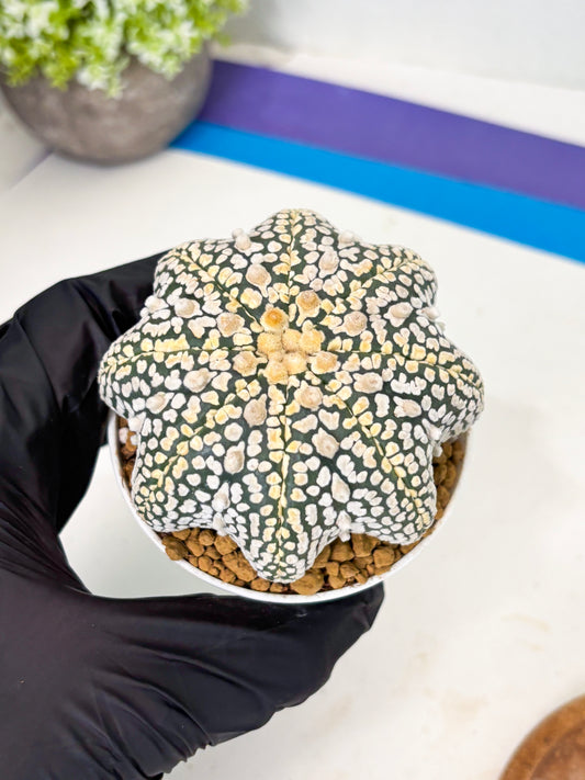 Astrophytum Star Shape (at2) (y6) | Rare Cactus