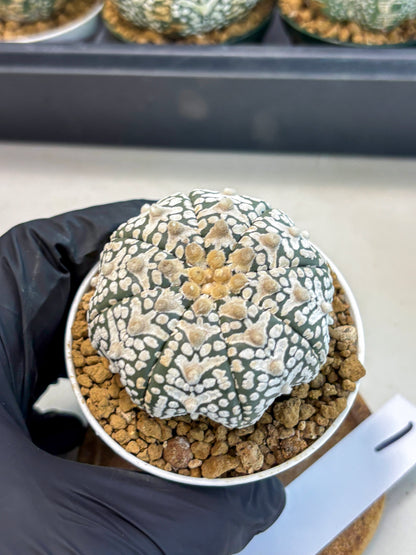 Astrophytum V-Type (at6) (r1) | Rare Star Cactus