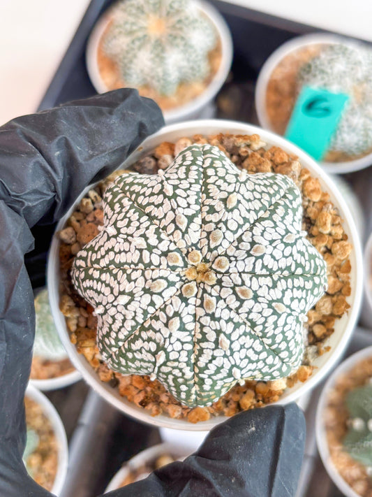 Astrophytum Star shape Super Kabuto (t3) (p6) | 3" Pot
