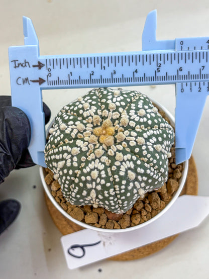 Astrophytum Super Kabuto (at1) (09) | Collection Plant | Rare Cactus