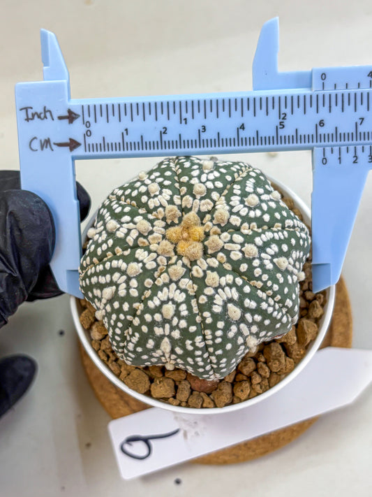 Astrophytum Super Kabuto (at1) (09) | Collection Plant | Rare Cactus