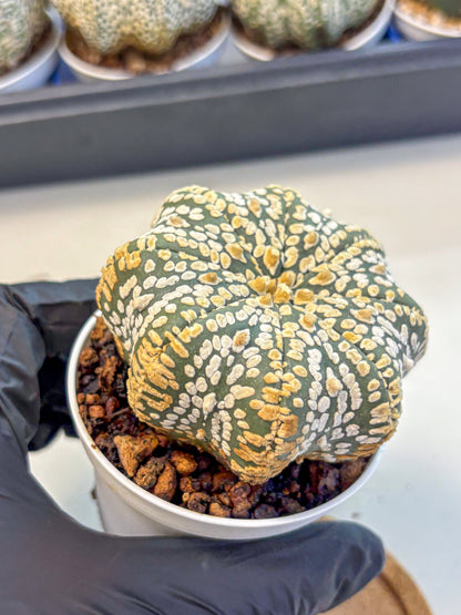 Astrophytum V Type (at4) (09) | Star Cactus