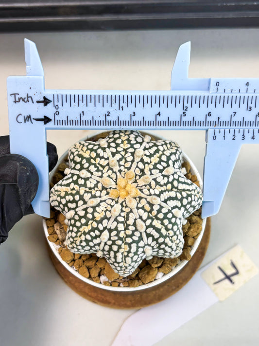 Astrophytum Star Shape (at2) (y7) | Rare Cactus
