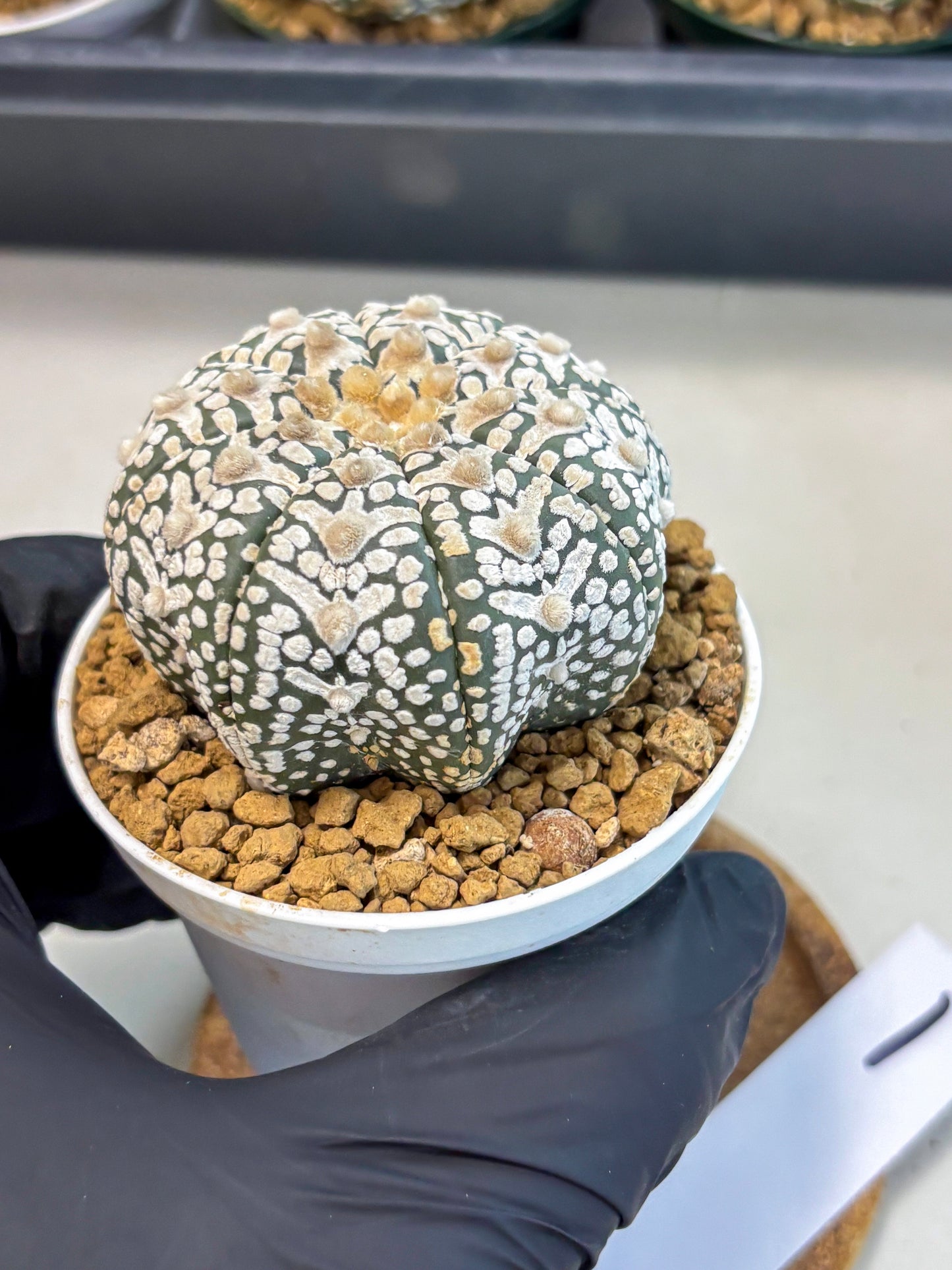 Astrophytum V-Type (at6) (r1) | Rare Star Cactus