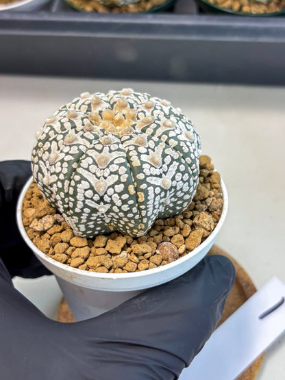 Astrophytum V-Type (at6) (r1) | Rare Star Cactus
