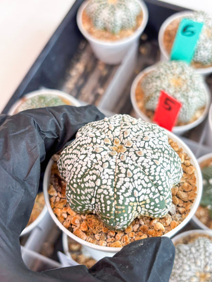 Astrophytum Star shape Super Kabuto (t3) (p6) | 3" Pot