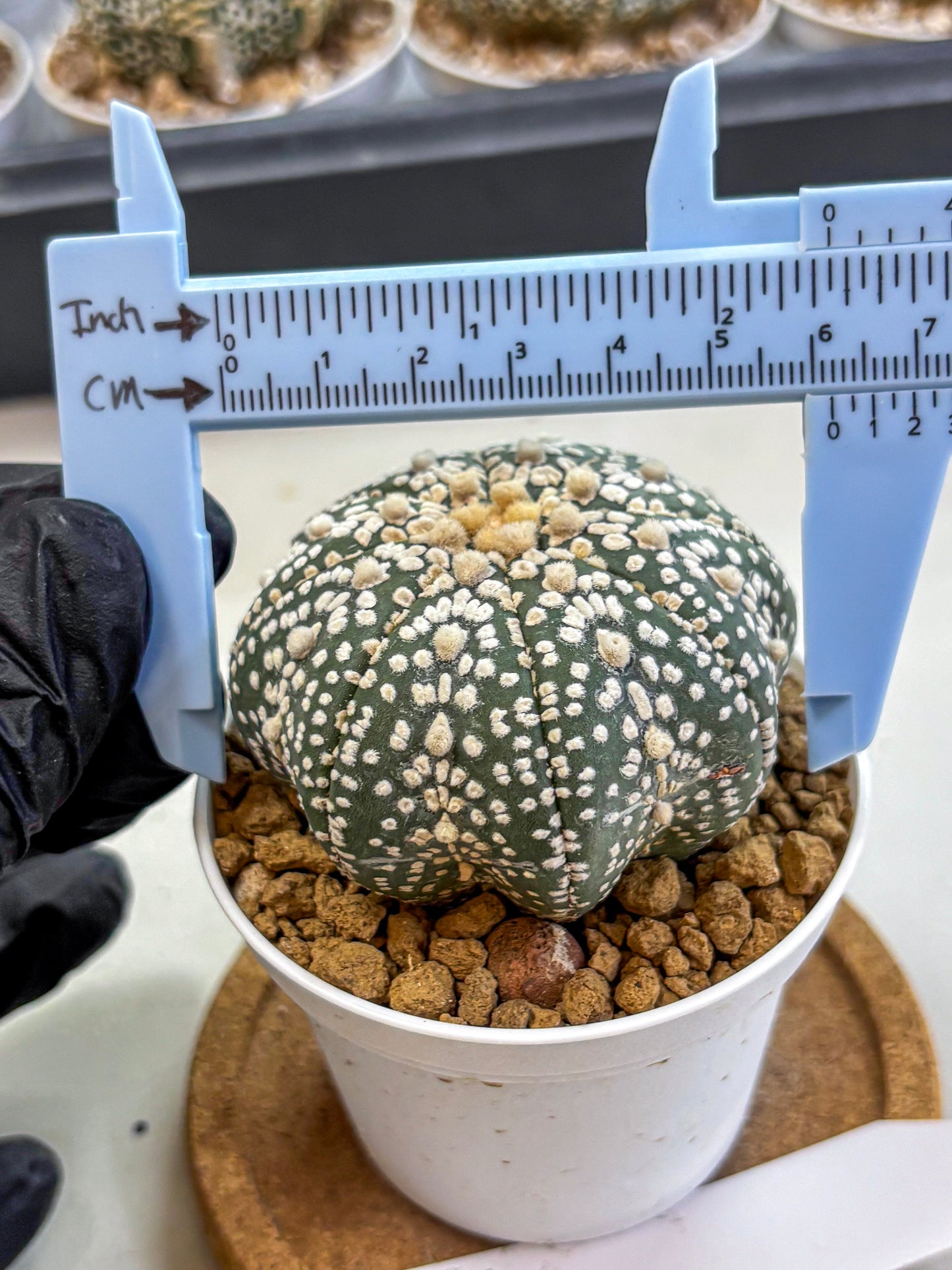 Astrophytum Super Kabuto (at1) (09) | Collection Plant | Rare Cactus