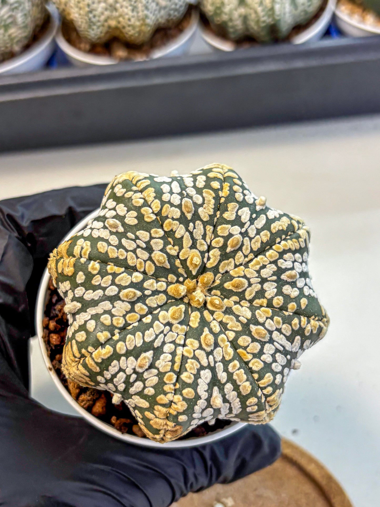 Astrophytum V Type (at4) (09) | Star Cactus