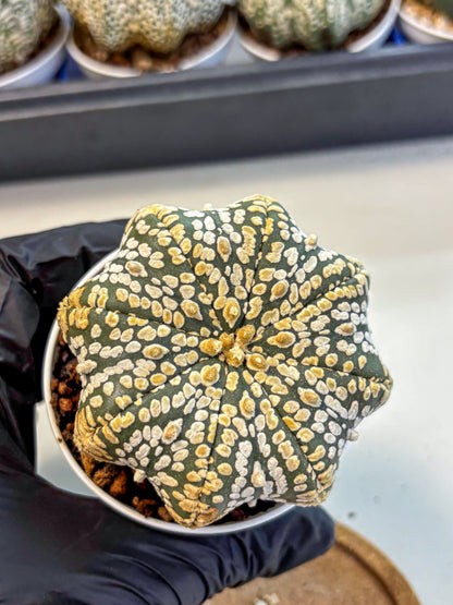 Astrophytum V Type (at4) (09) | Star Cactus